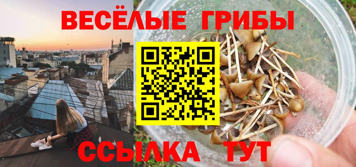Галлюциногенные грибы Psilocybe Изобильный
